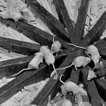 Эксперимент «Вселенная-25»: почему идеальный рай погубил популяцию мышей?