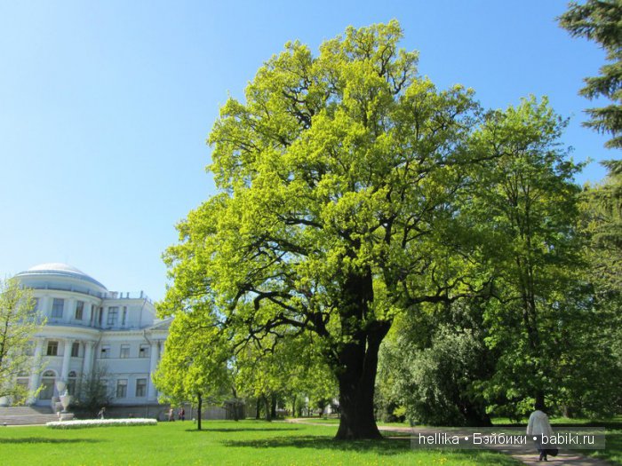 Фестиваль тюльпанов на Елагином острове в Санкт-Петербурге (фото 4)