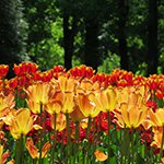 Фестиваль тюльпанов на Елагином острове в Санкт-Петербурге