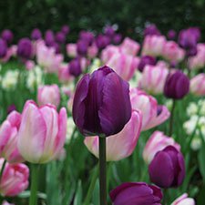 V Фестиваль тюльпанов на Елагином острове