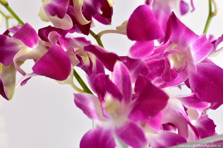 В новых туфельках встречаем весну