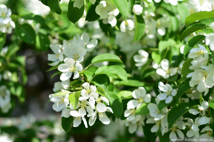 Маленькая фея Большого Цветочного Дерева