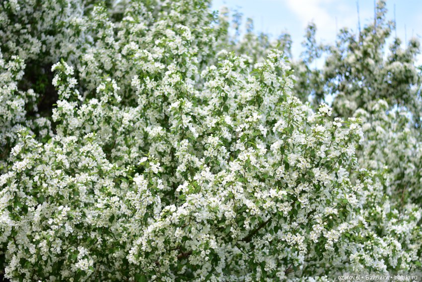 Маленькая фея Большого Цветочного Дерева