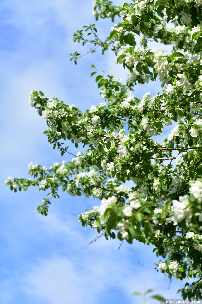 Маленькая фея Большого Цветочного Дерева (фото 2)