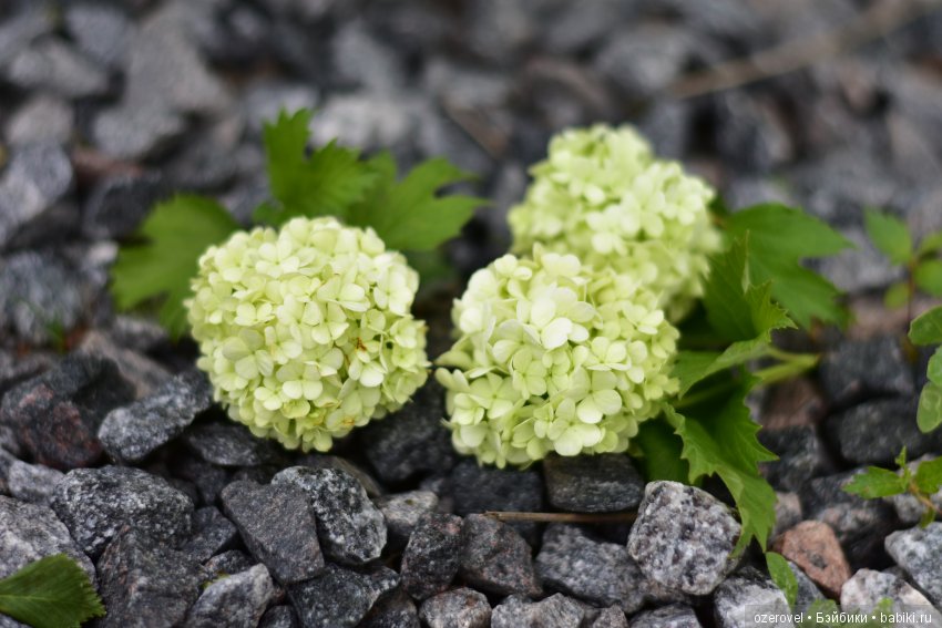 Фея Вера, просто Фея Вера (фото 7)