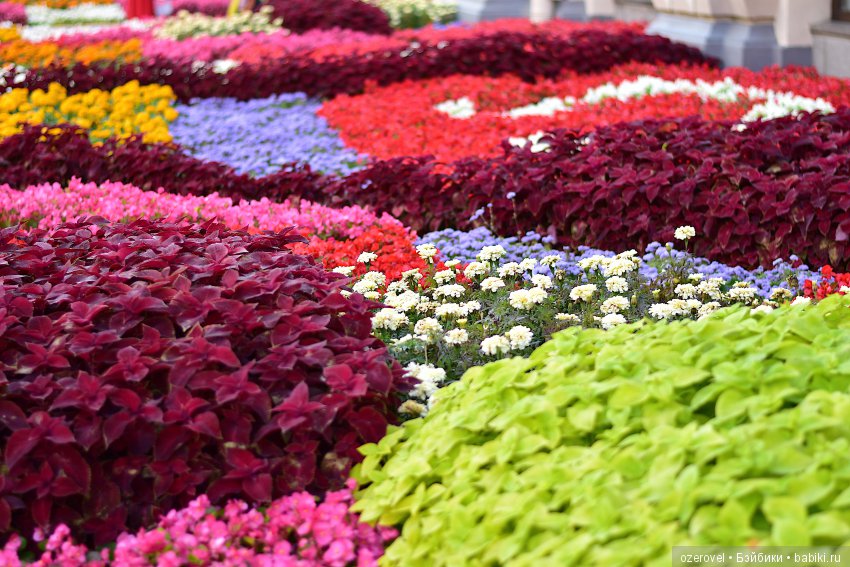 Вихтеленыши покоряют Москву