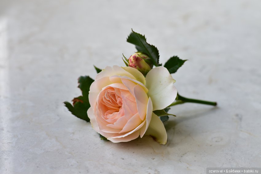 Розы для Елены — Куклы Dianna Effner (Эффнер) из винила: Little Darling