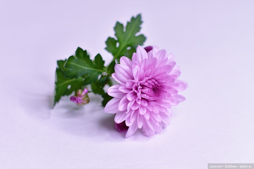 Что может быть лучше нарядов? Только новые наряды