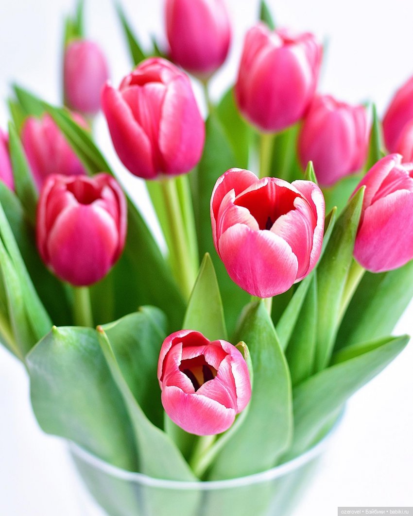 Белкины первые тюльпаны — Куклы Meadow dolls (Медовушки): BJD (БЖД) (фото 2)