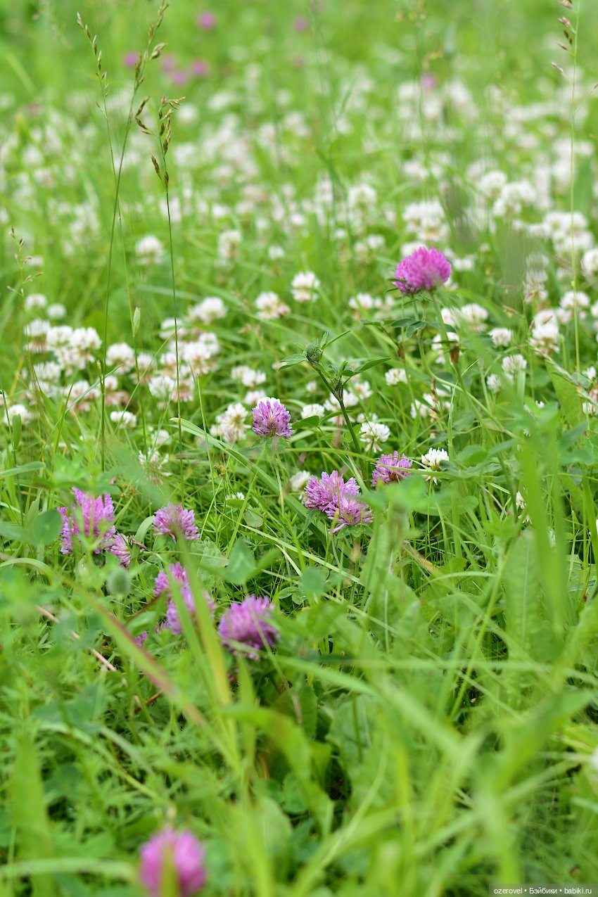 Лето пахнет клевером — Куклы Irrealdoll (Ирреалдолл): BJD (БЖД) (фото 9)