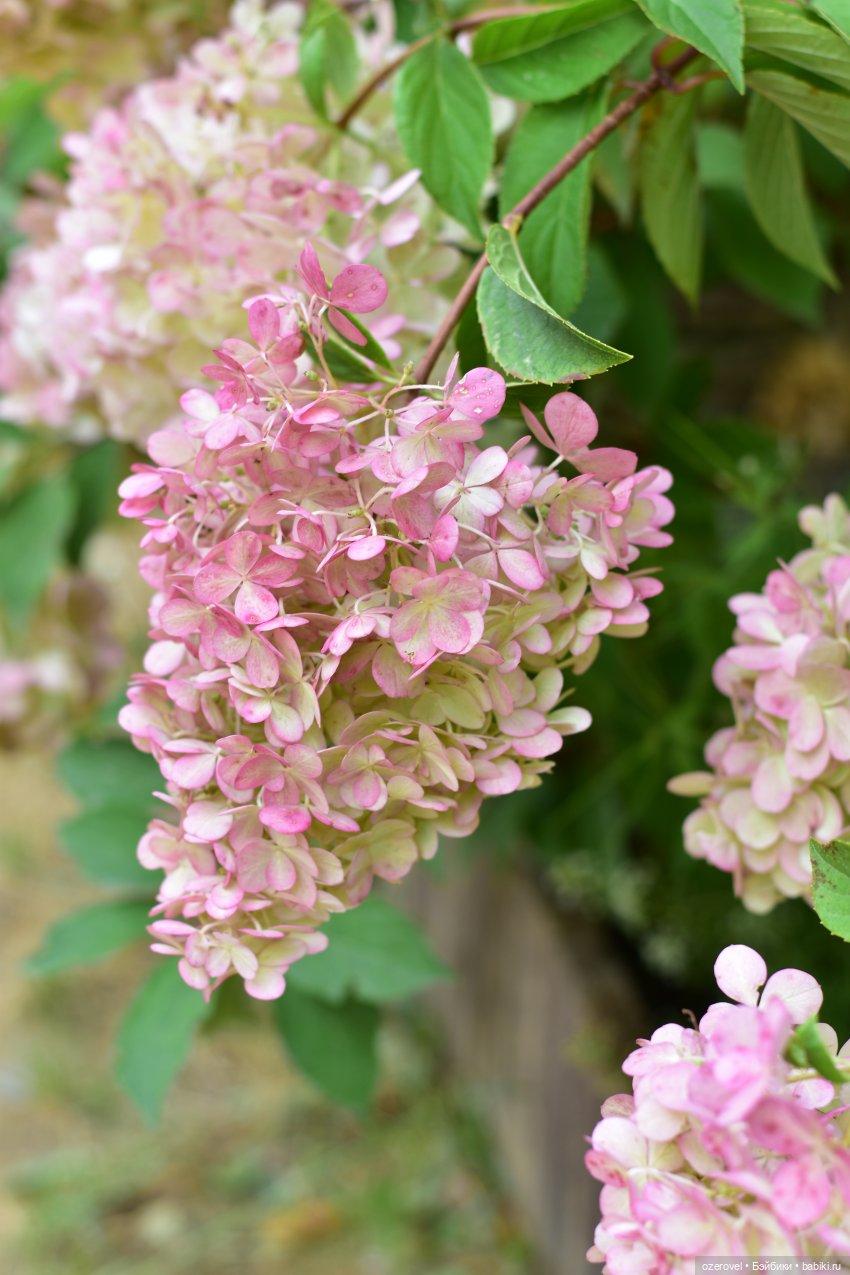 Завтра осень? Не может быть | Бэйбики Завтра осень? Не может быть