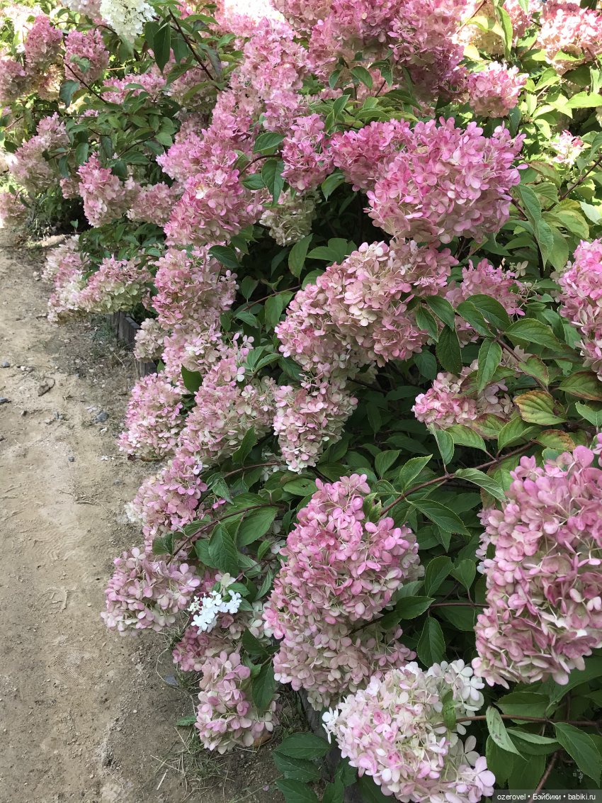 Завтра осень? Не может быть | Бэйбики Завтра осень? Не может быть