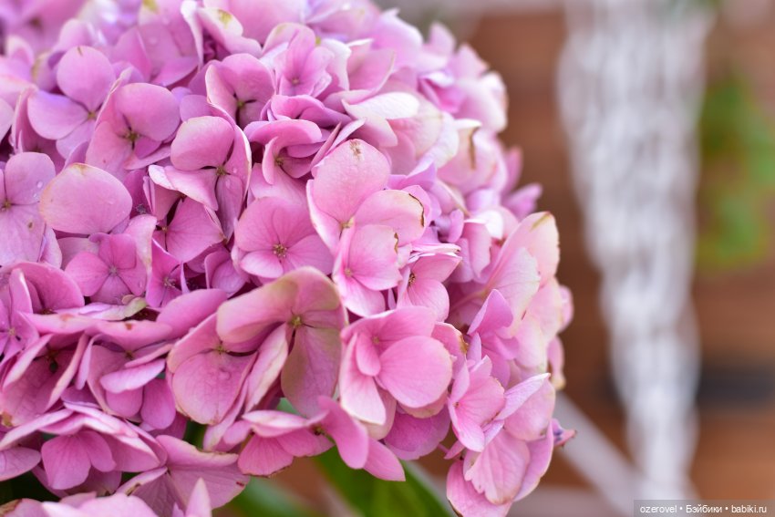 Завтра осень? Не может быть | Бэйбики Завтра осень? Не может быть (фото 7)