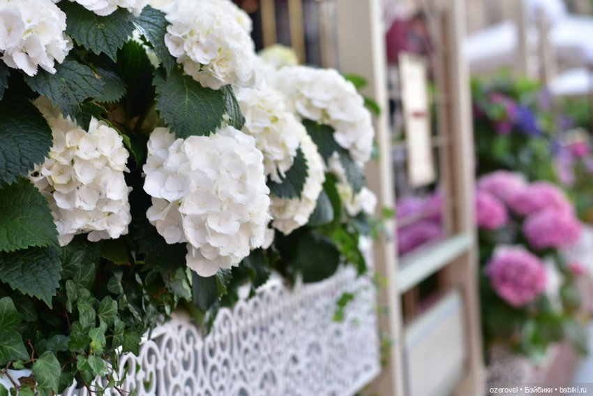 Завтра осень? Не может быть | Бэйбики Завтра осень? Не может быть (фото 9)