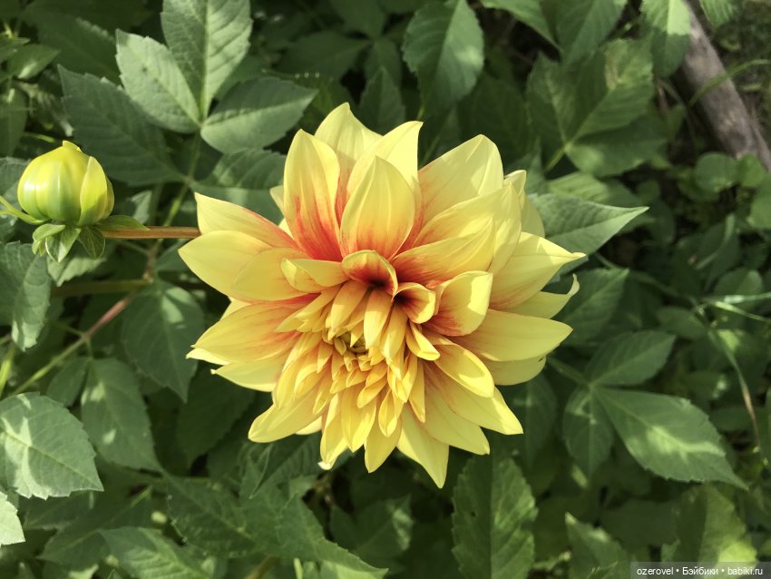 Завтра осень? Не может быть | Бэйбики Завтра осень? Не может быть