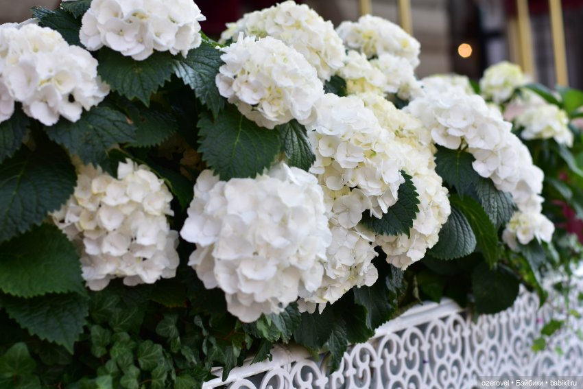 Завтра осень? Не может быть | Бэйбики Завтра осень? Не может быть (фото 8)