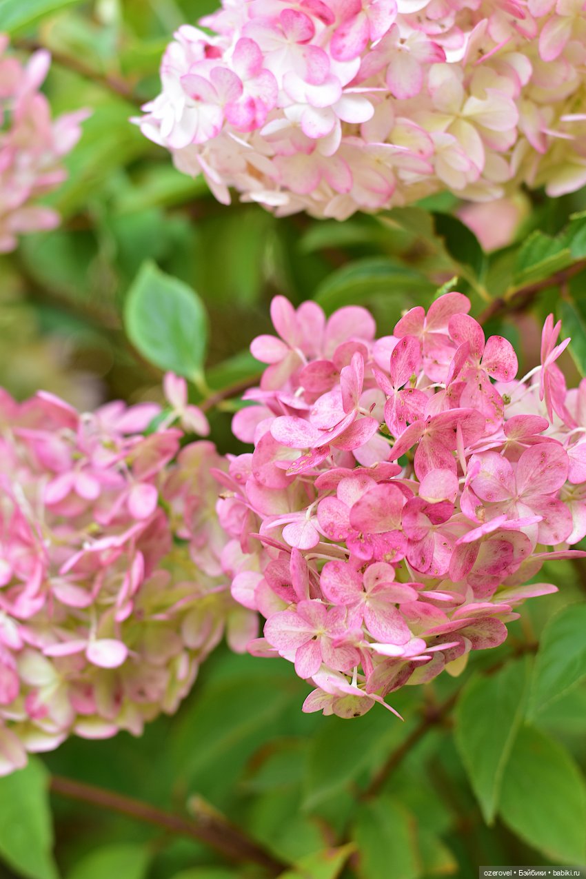 Завтра осень? Не может быть | Бэйбики Завтра осень? Не может быть