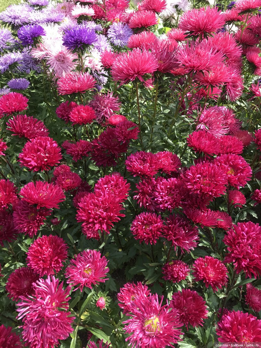 Завтра осень? Не может быть | Бэйбики Завтра осень? Не может быть