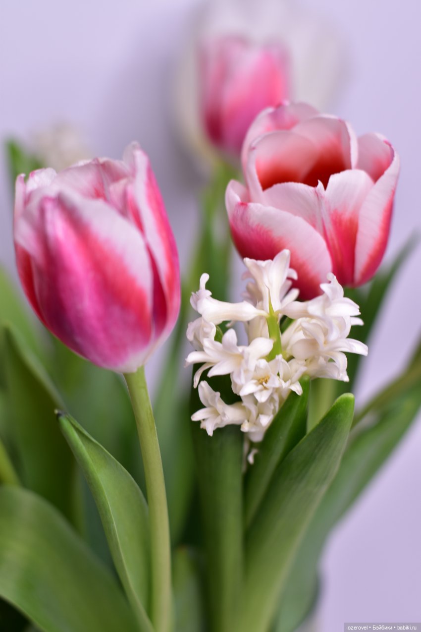 Кто сказал, что куклы не любят цветы