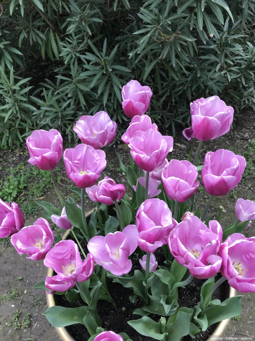 Пять дней из жизни отдыхающих | Бэйбики Пять дней из жизни отдыхающих