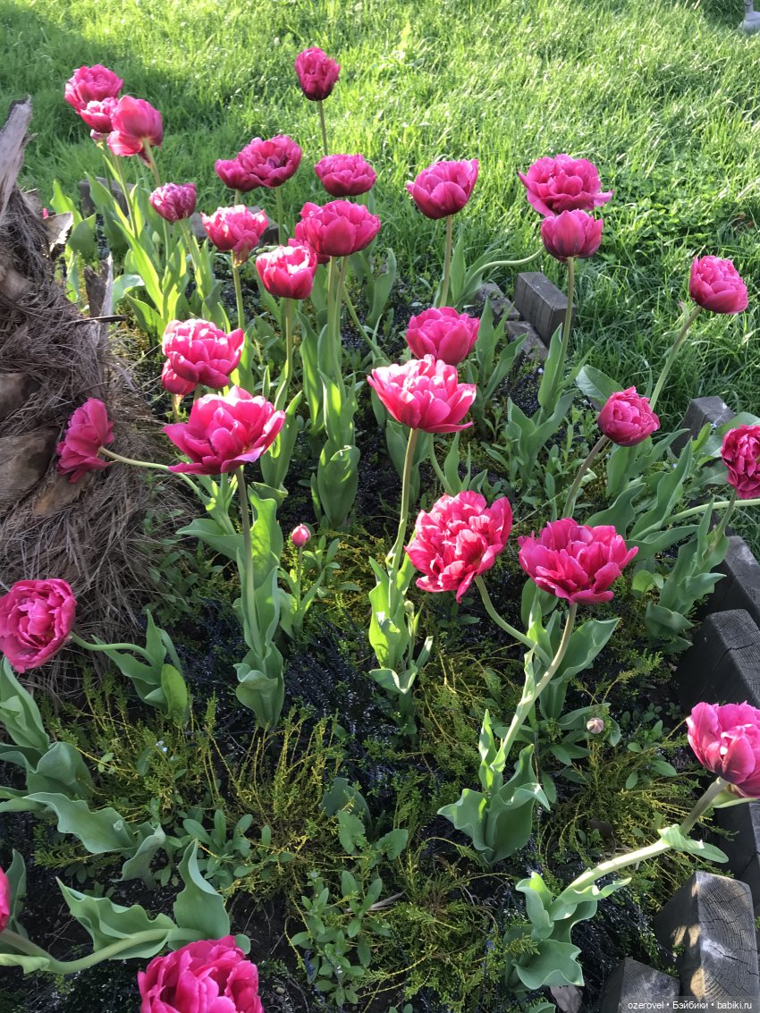 Пять дней из жизни отдыхающих | Бэйбики Пять дней из жизни отдыхающих