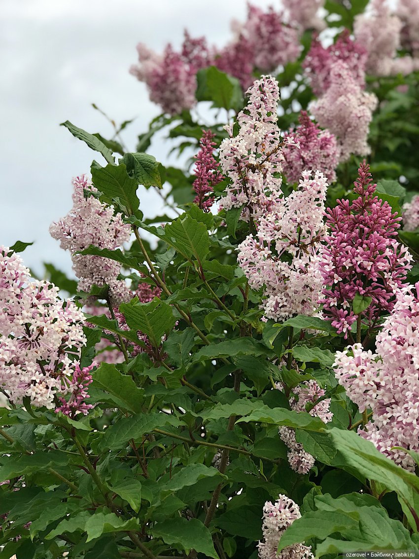 Белый июнь — Музеи кукол и фабрики игрушек: фоторепортажи