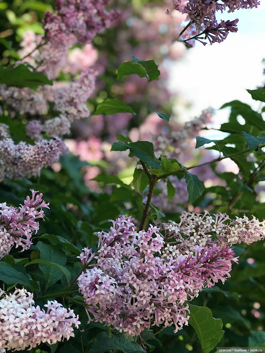Белый июнь — Музеи кукол и фабрики игрушек: фоторепортажи