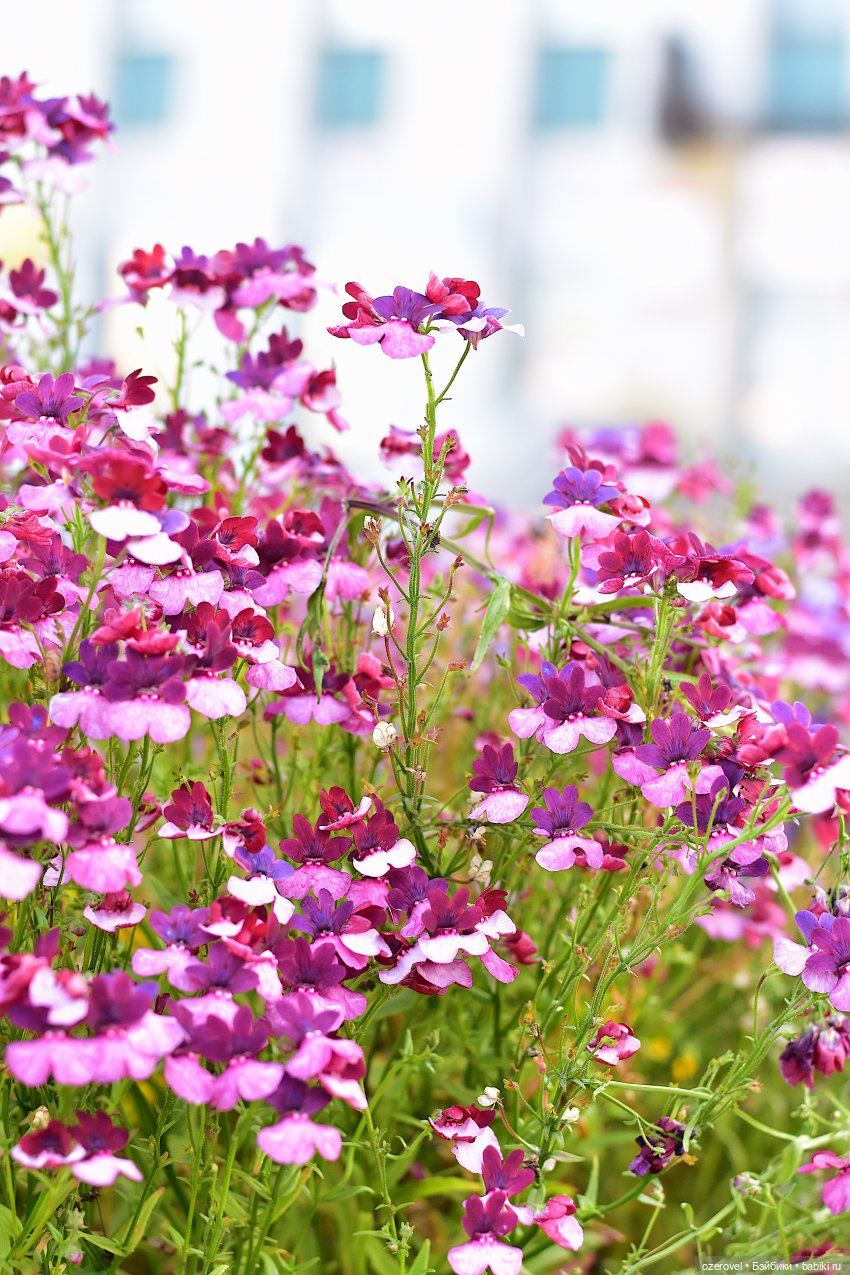 Смена образа не всегда хорошо (фото 7)