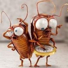 Как бороться с тараканами?