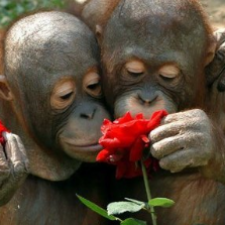 Что значит имя? Роза пахнет розой, Хоть розой назови ее, хоть нет