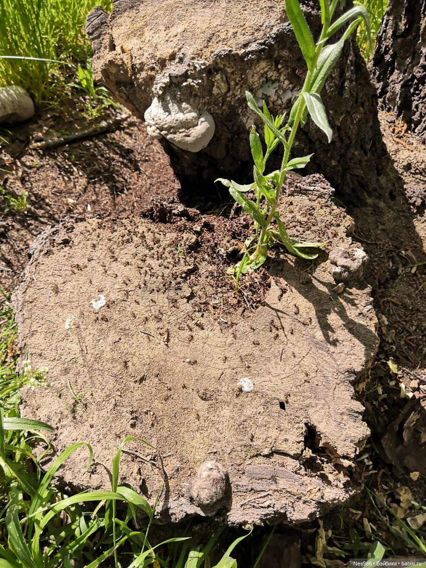 Девочка и попугай — Коллекционные игрушки и фигурки: Lego