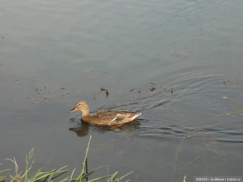 Что нужно делать этой осенью (фото 4)