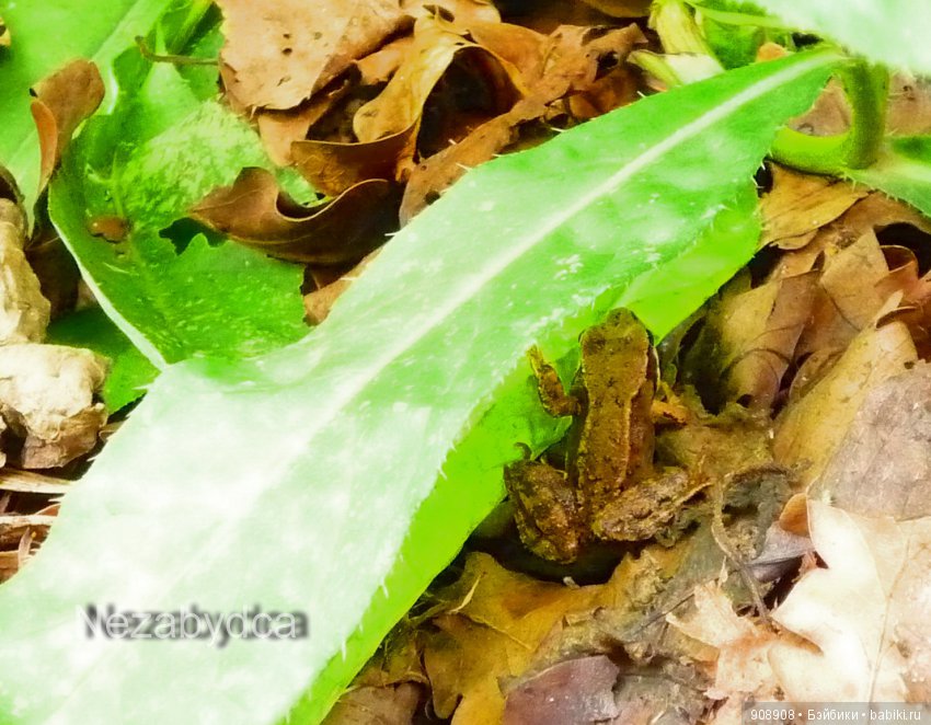 Красота природы — Другие хобби и увлечения: сад (фото 6)