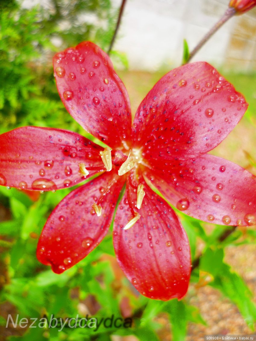 Красота природы — Другие хобби и увлечения: сад (фото 8)