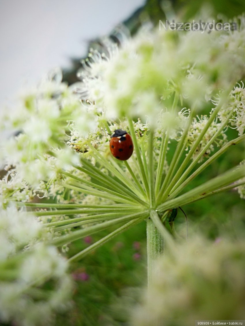 Красота природы — Другие хобби и увлечения: сад (фото 2)