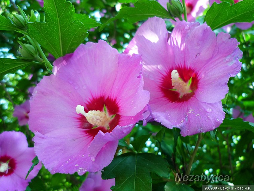 Красота природы — Другие хобби и увлечения: сад (фото 4)