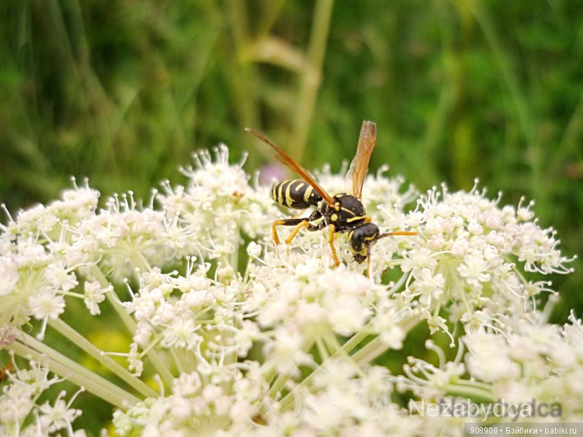 Красота природы — Другие хобби и увлечения: сад (фото 3)