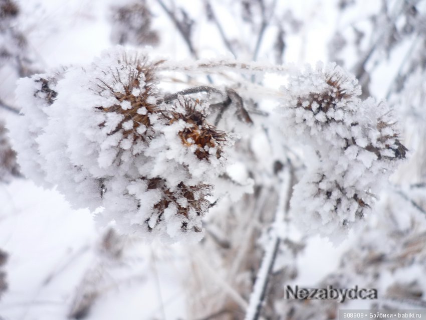 Красота природы — Другие хобби и увлечения: сад (фото 7)