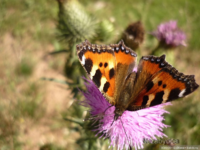 Красота природы — Другие хобби и увлечения: сад