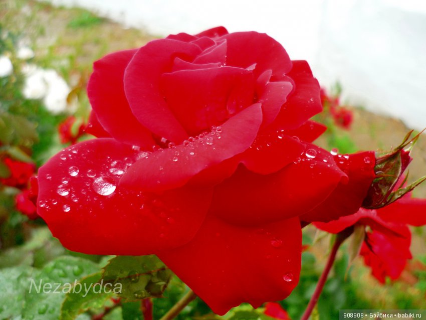 Красота природы — Другие хобби и увлечения: сад (фото 9)