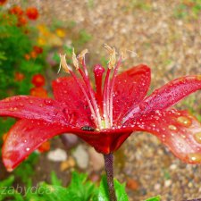 Красота природы