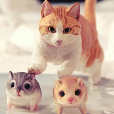 Хомки: знакомство с Мао