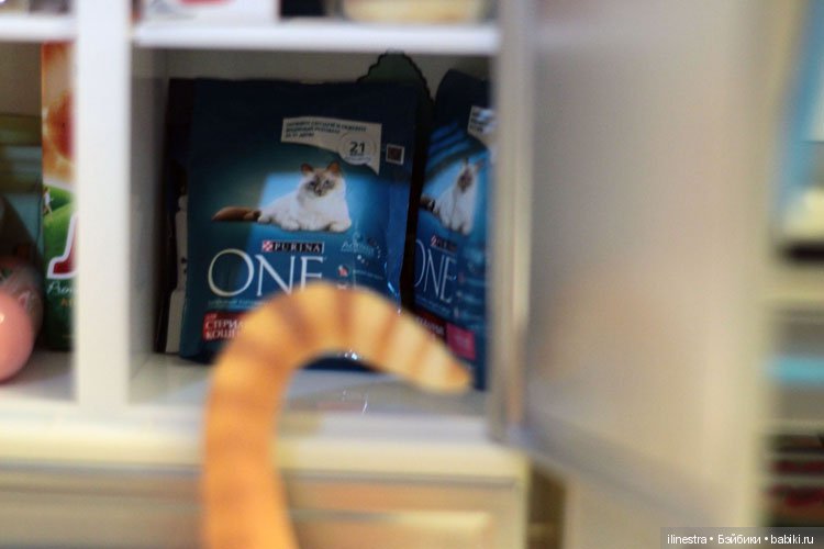 Ночной налёт на холодильник