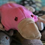 Утконосы для поднятия настроения