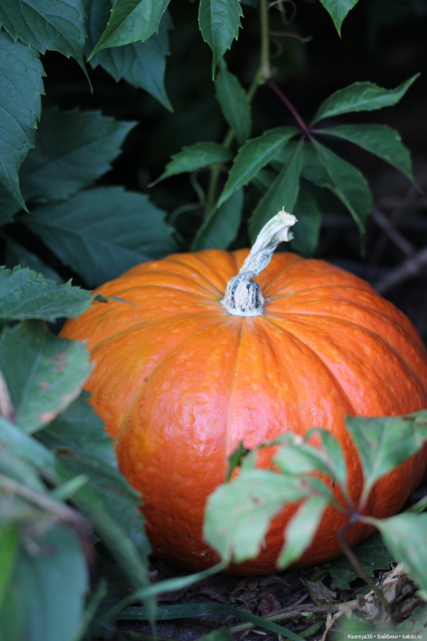 Немножко эльф, немножко хоббит