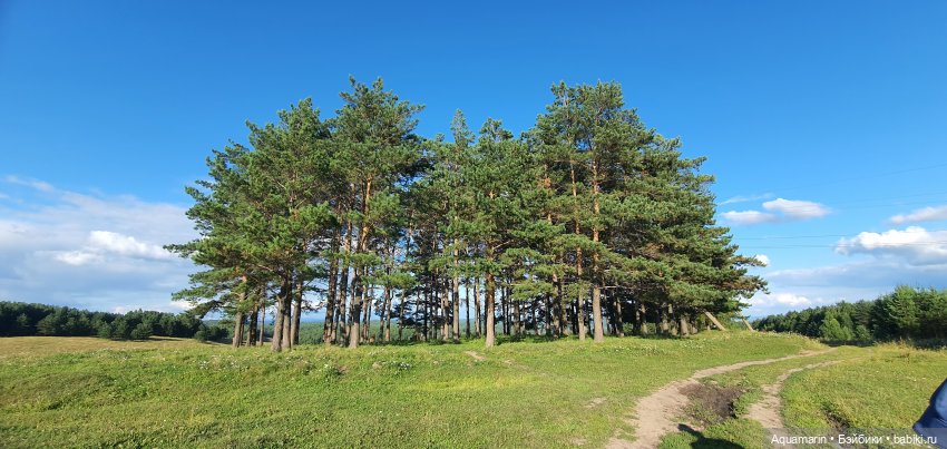 Машка в лесу — Куклы Маша и Медведь (Simba): Маша в кармашке (фото 5)