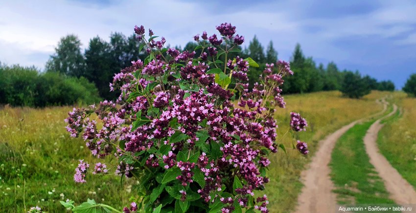 Машка в лесу — Куклы Маша и Медведь (Simba): Маша в кармашке
