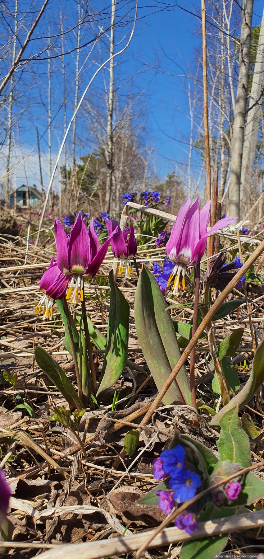 Грунина весна — Куклы с Алиэкспресс (Aliexpress): Китайские шарнирные