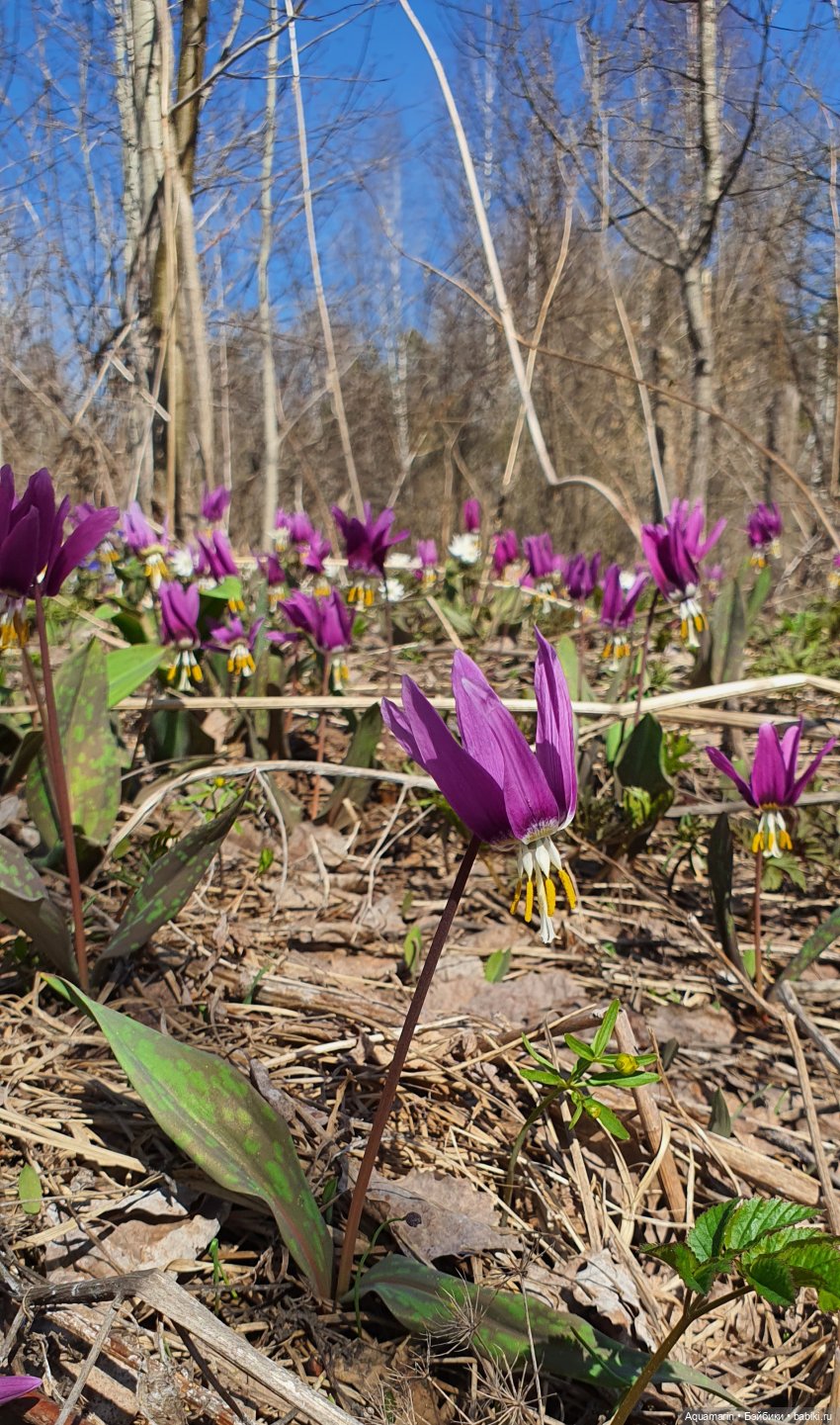 Грунина весна — Куклы с Алиэкспресс (Aliexpress): Китайские шарнирные