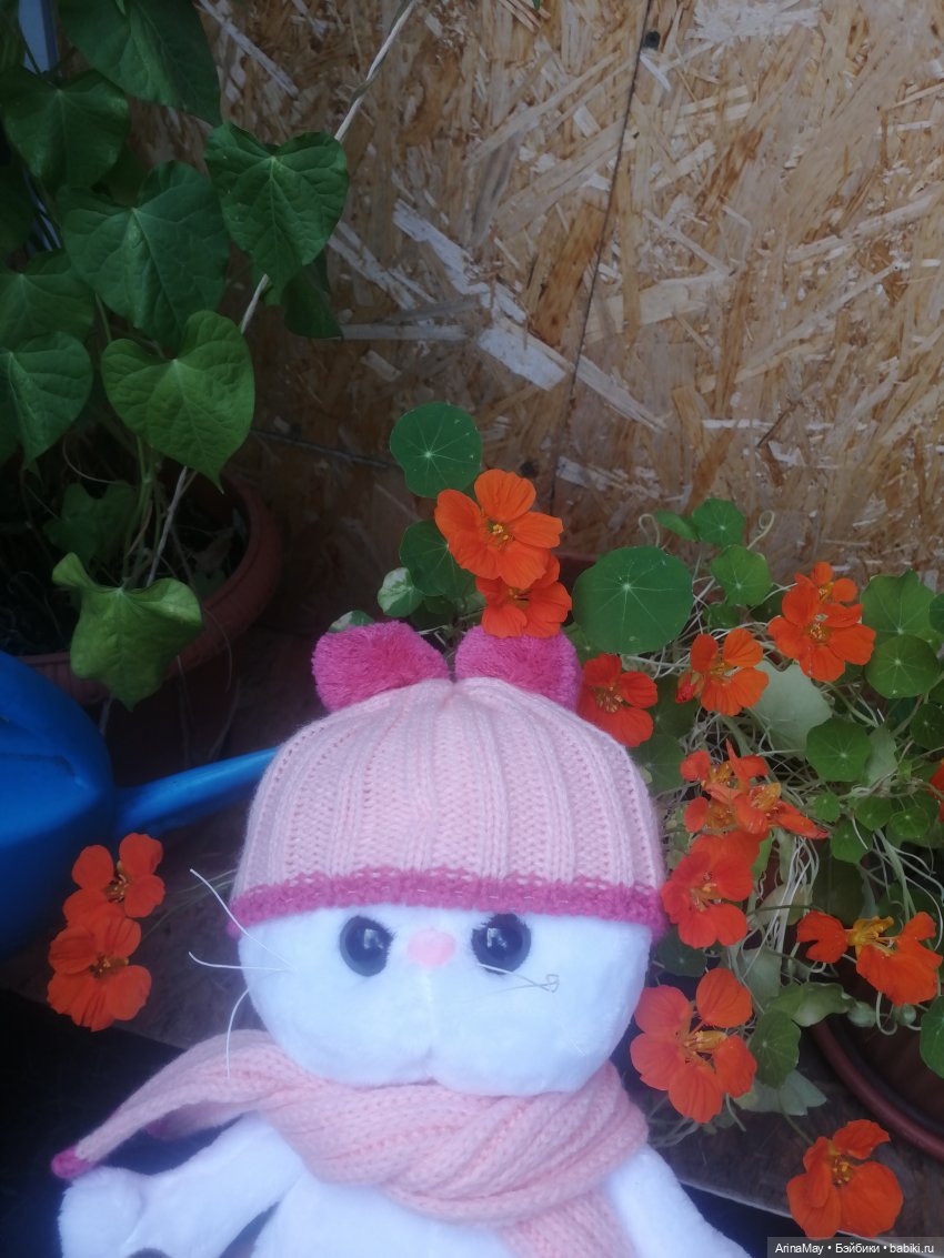 Кошачья прогулка — Кот Басик (фото 5)